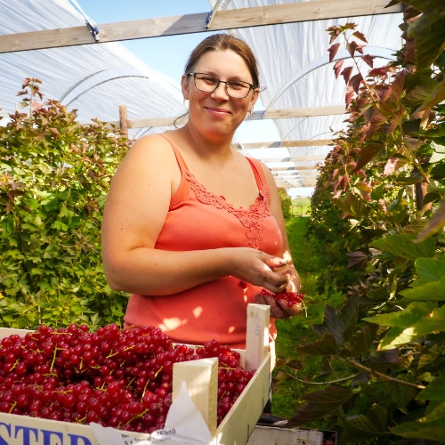 Harvesting red and blue berries